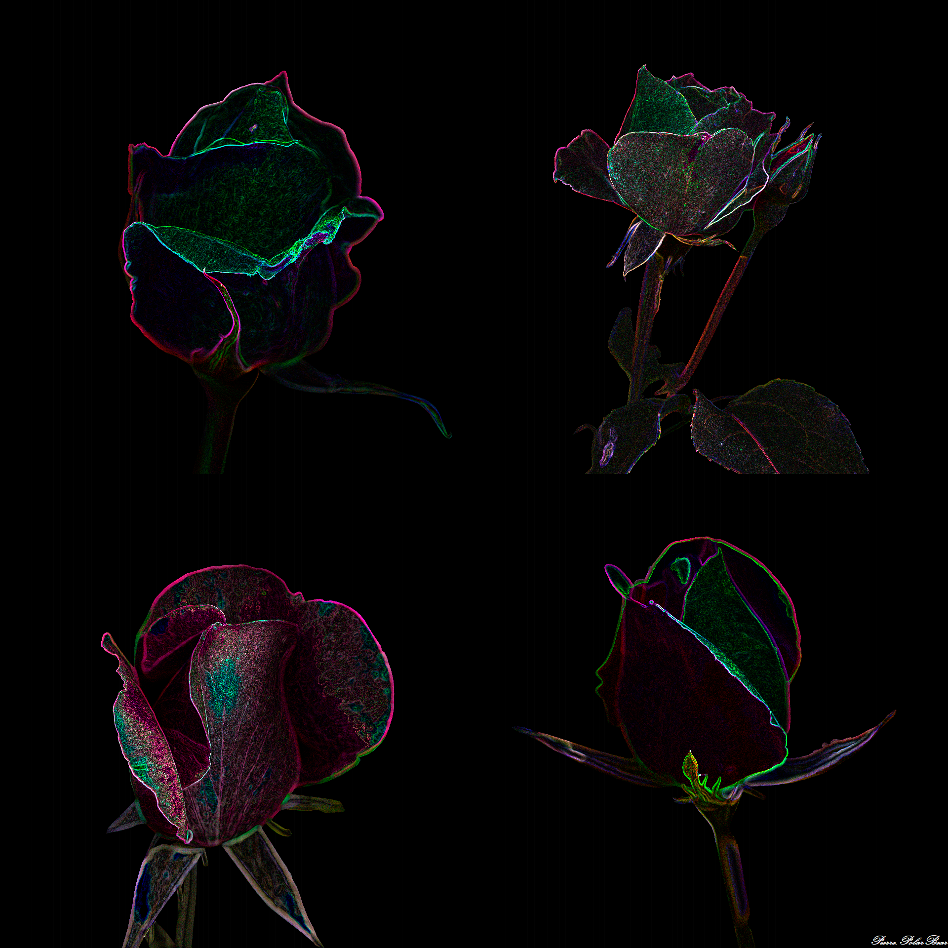 Fleurs-Ambleny-polyptyque-02