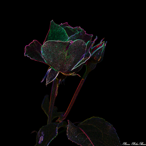 Fleur Ambleny-02c-carré