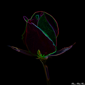 Fleur Ambleny-02e-carré
