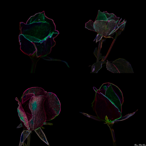Fleurs-Ambleny-polyptyque-02