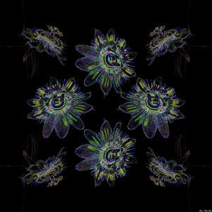 Fleurs Ambleny-03-carré-Passiflora -Incarnata