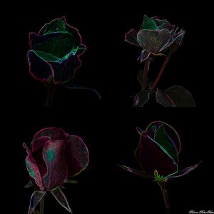 Flores-Splendidi-P02-Rosae