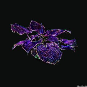 Flores-Splendidi-P08-z01
